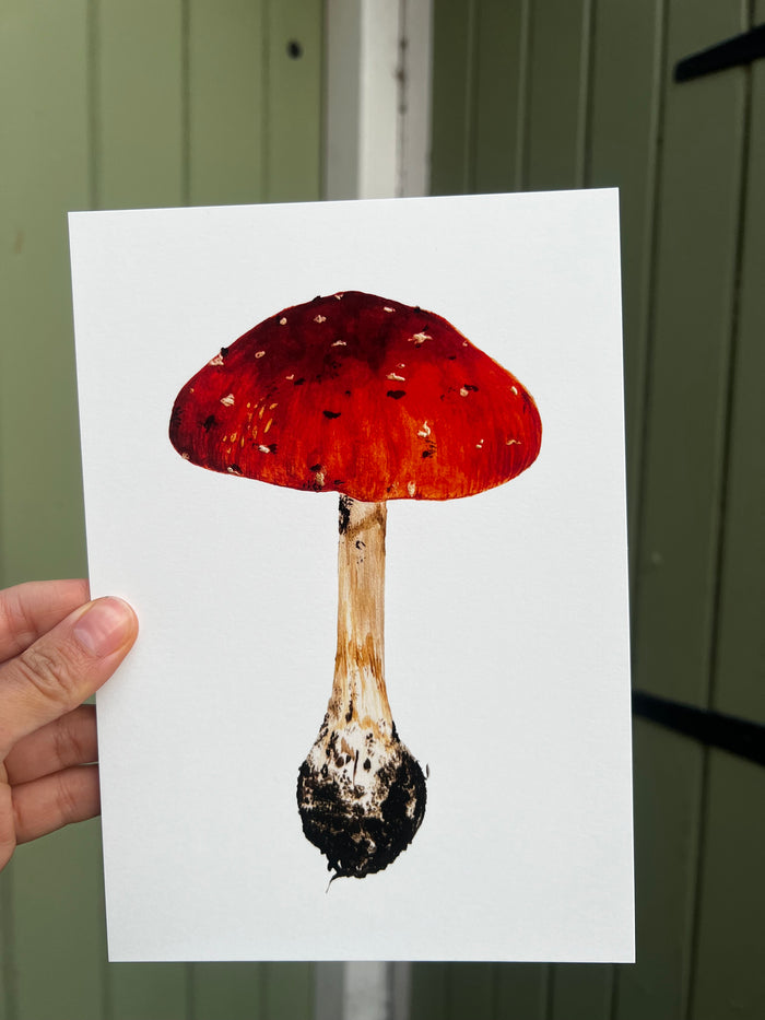 Amanita Mushroom