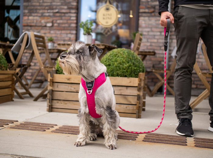 Copenhagen Comfort Walk Air Dog Harness-Pink