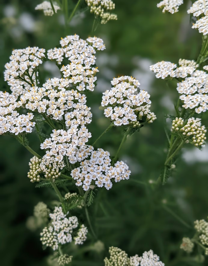 Cornish Soothe Balm