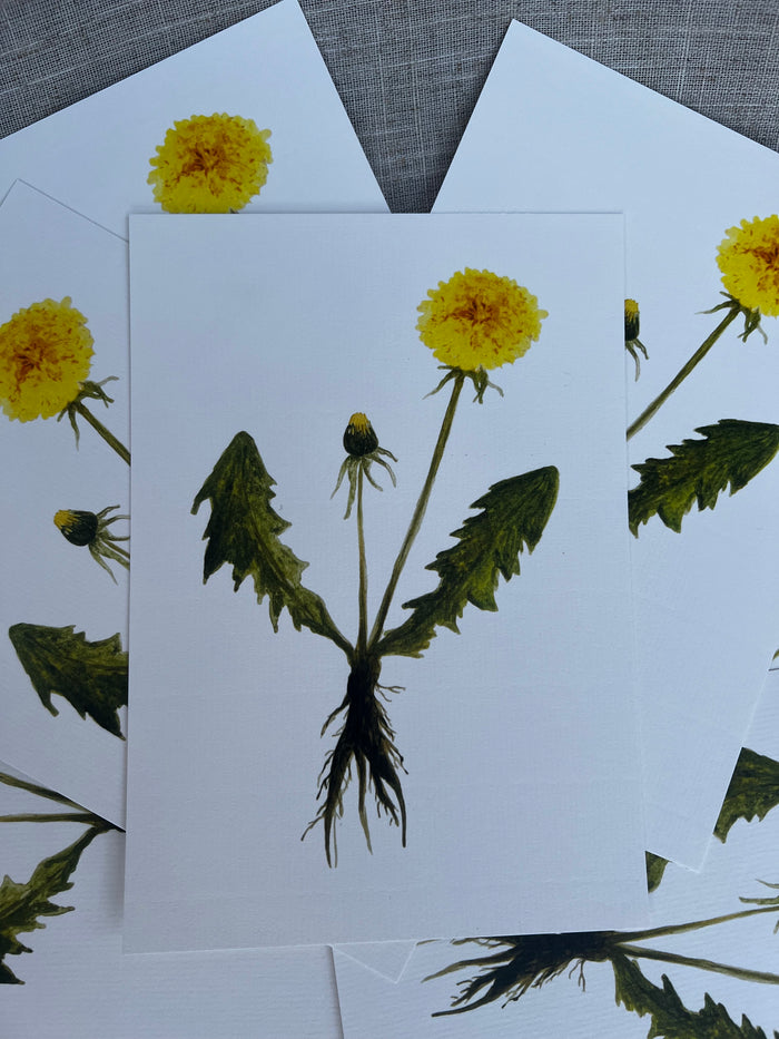 Dandelion