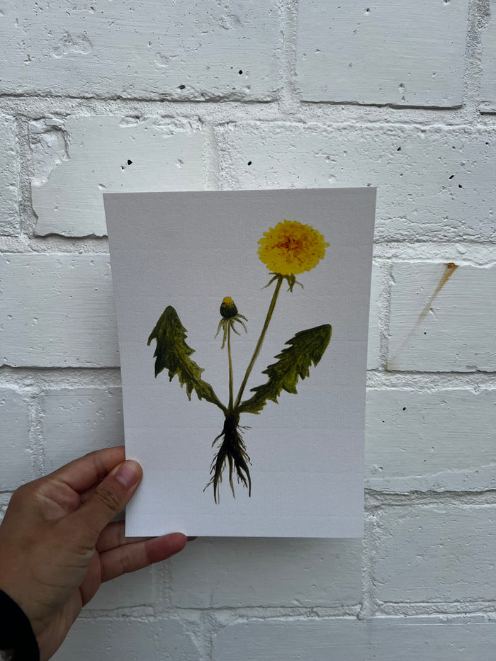 Dandelion
