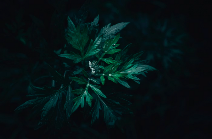 Dark Moon Mugwort Sleep Tincture