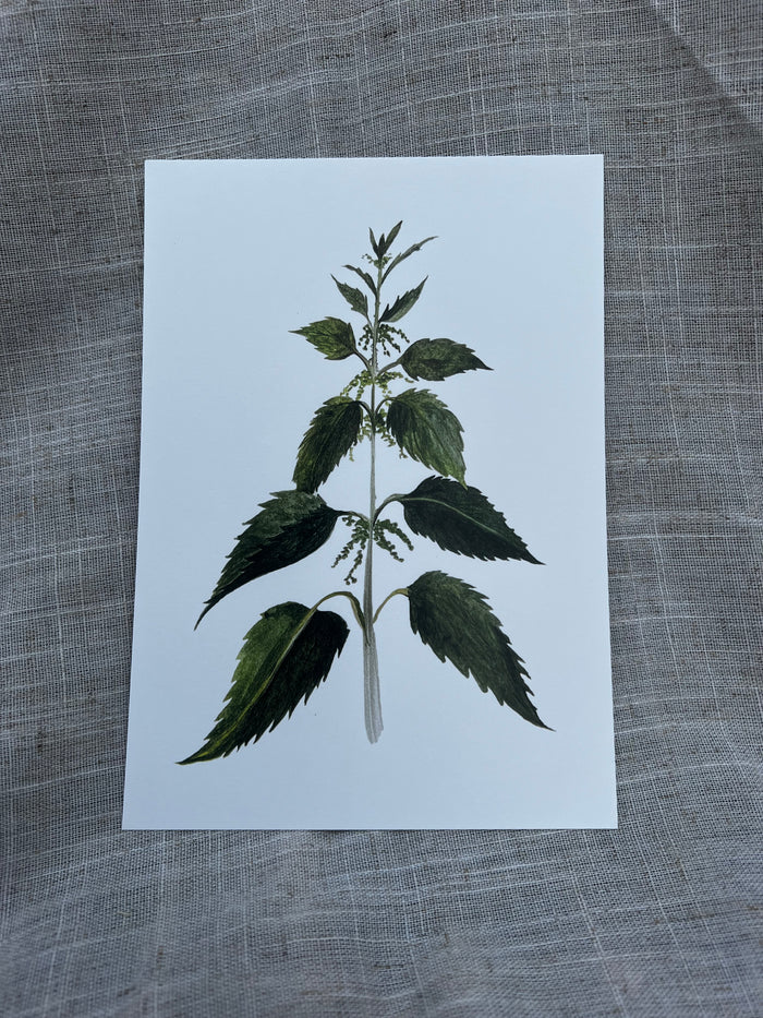 Nettle