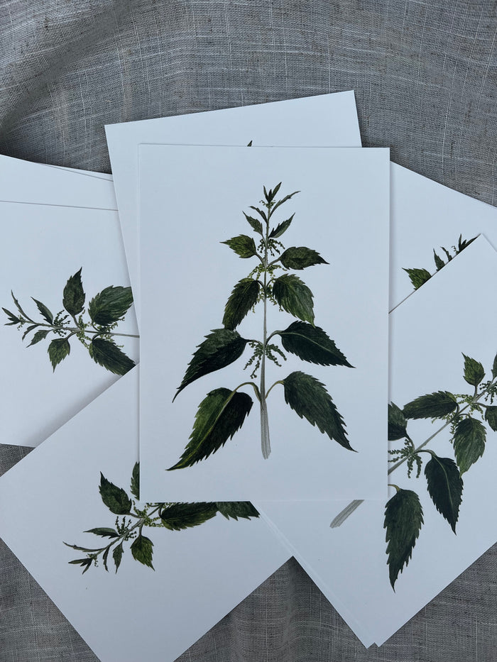 Nettle