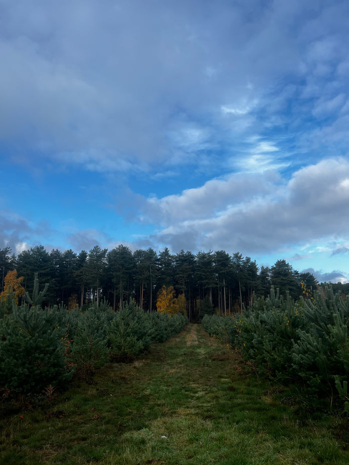 Sherwood Forest Bundle